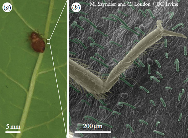 bed bug bean leaf trap