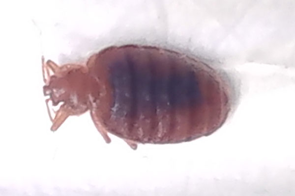 bed bug I found in new york hotel