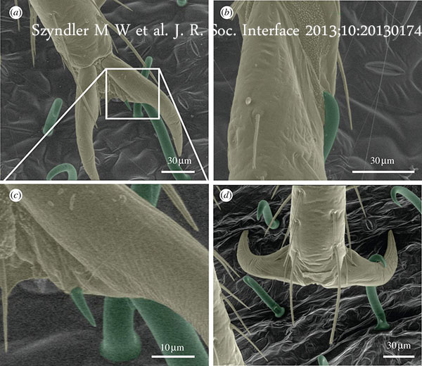 bed bug caught on bean leaf