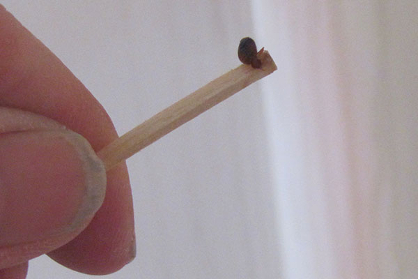 bed bug on matchstick I found in electrical outlet