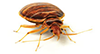 bed bugs are topic of lawsuit