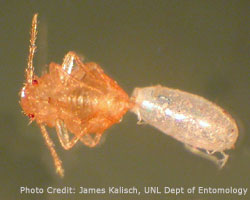 baby bed bug hatching from egg