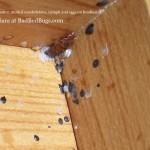bed bug infestation in headboard